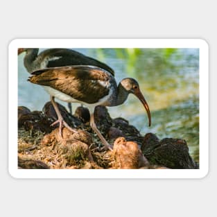 American white ibis Gatorland 2 Sticker